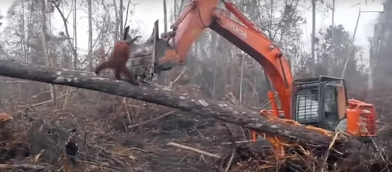 Video neustrašivog orangutana u jurišu na buldožer ‘lomi srca’
