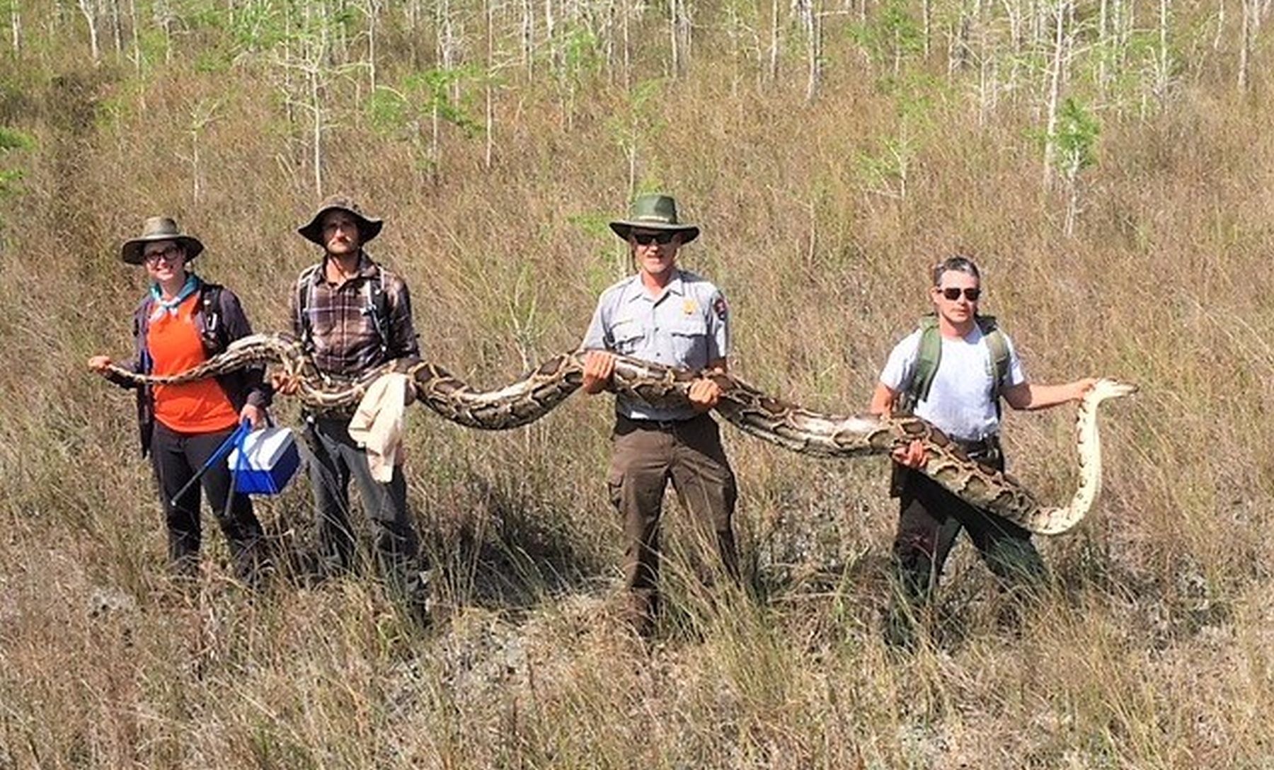 Čuvari floridskog nacionalnog parka uhvatili masivnu trudnicu invazivnog pitona  