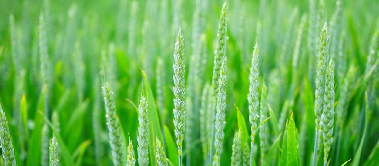 Povećana sjetva pšenice, soje i kukuruza – smanjena uljane repice