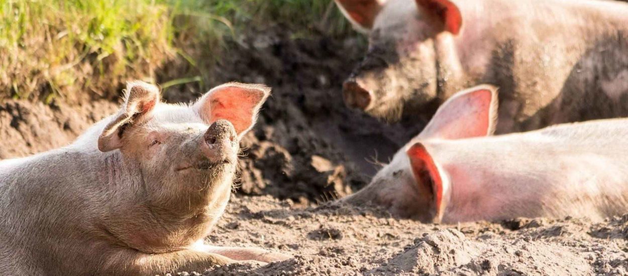 Komisija odobrila tri milijuna kuna državne pomoći hrvatskim uzgajivačima tovnih svinja