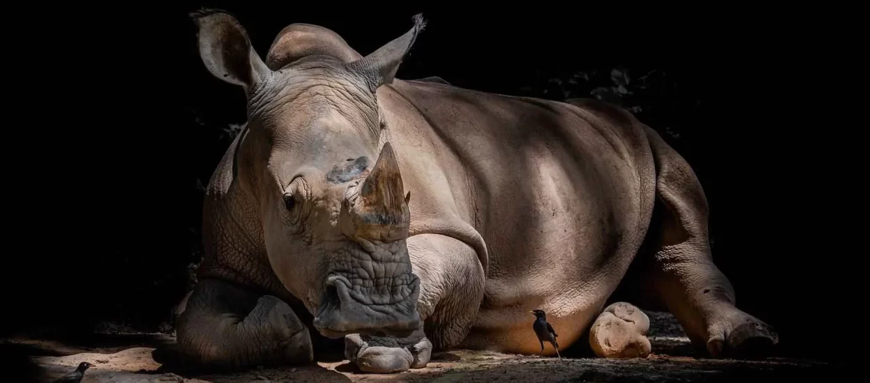 Lov na lovokradice: populacija ugroženih nosoroga u Tanzaniji skočila za 1,000 posto