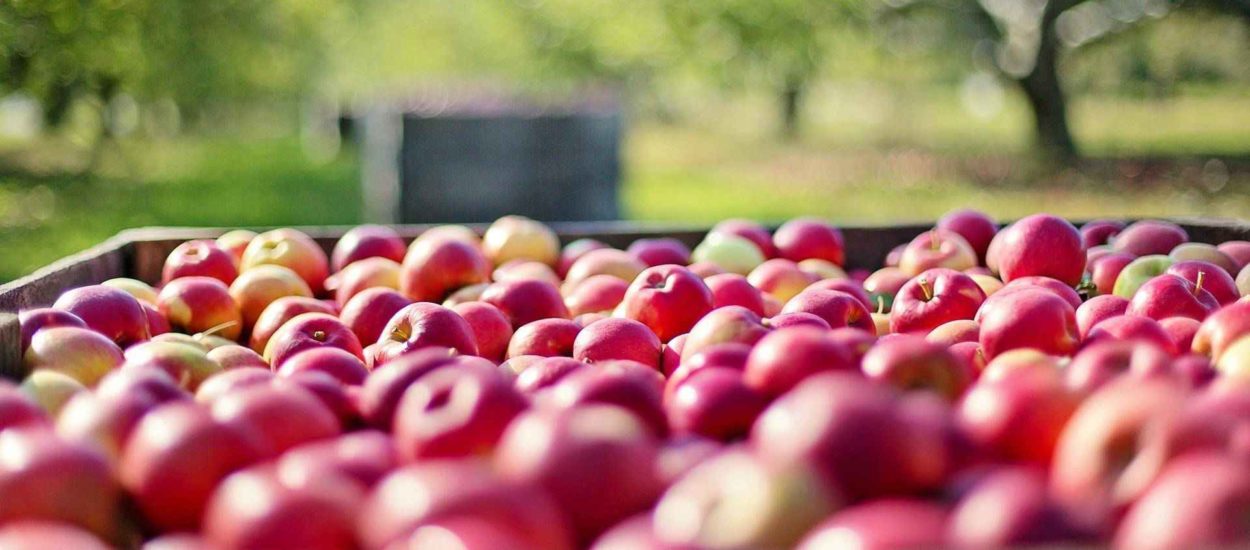 Prosječna cijena kilograma jabuka izvezenih u Austriju lani iznosila 0,08 eura: HGK