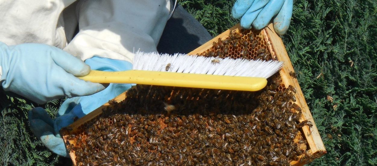 Nova predsjednica Grupacije pčelarstva HGK navela prioritete, probleme  