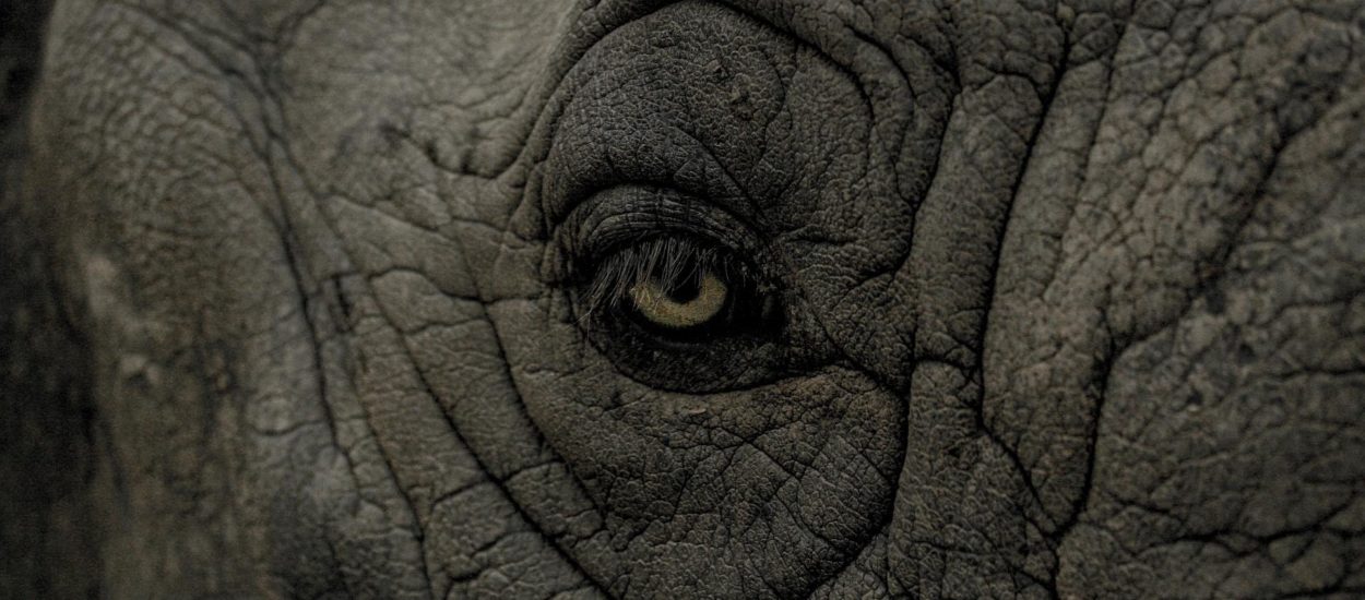 Direkt slona koji se nije želio slikati: VIDEO