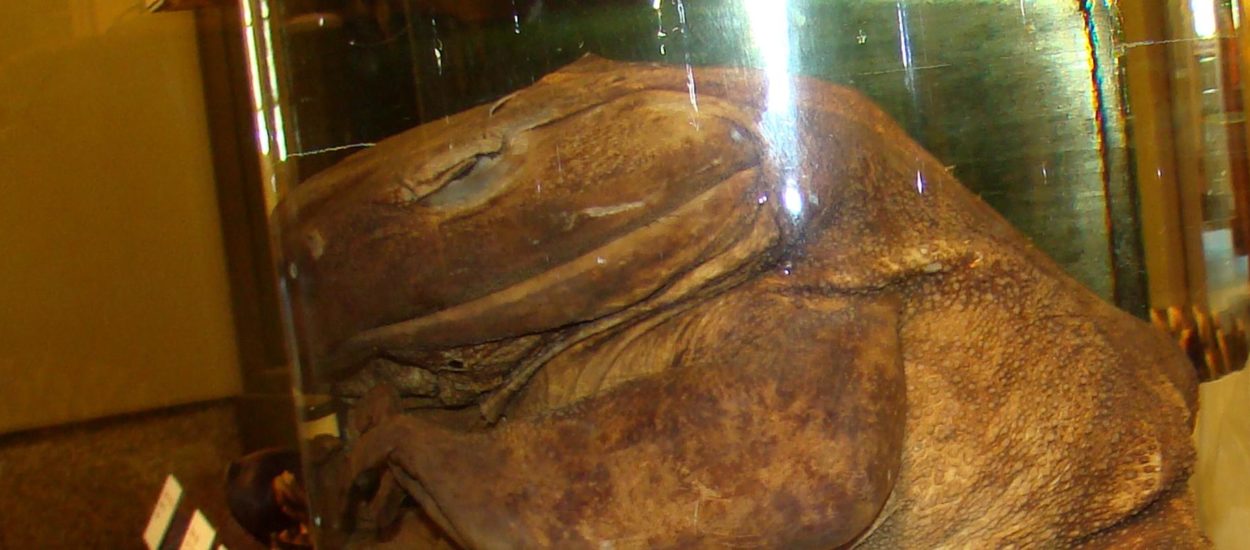 Golijati, najveće žabe svijeta, prvi poznati afrički vodozemci koji grade gnijezda: Nature