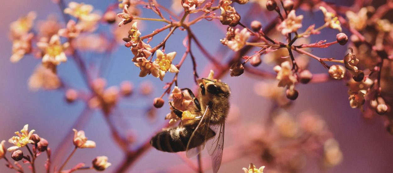 Prihvaćene građanske inicijative za spas pčela i klime, kažnjavanje članica s kvarnim sudstvom