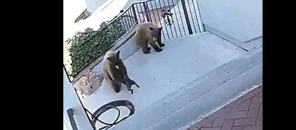 Divljački napad psića na medvjede: GIF