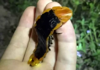 Ličinka divovske krijesnice | VIDEO