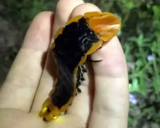 Ličinka divovske krijesnice | VIDEO