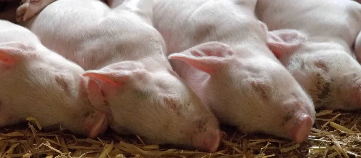 7,14 milijardi dolara za plansko povećanje uzgoja svinja u Kini