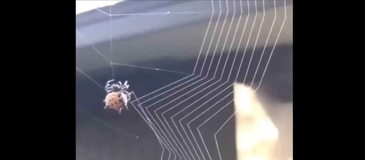 Majstor pauk u pletu mreže | VIDEO  
