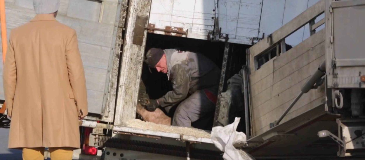 Kamion s 400 svinja tvrtke Belje sletio s ceste: VIDEO