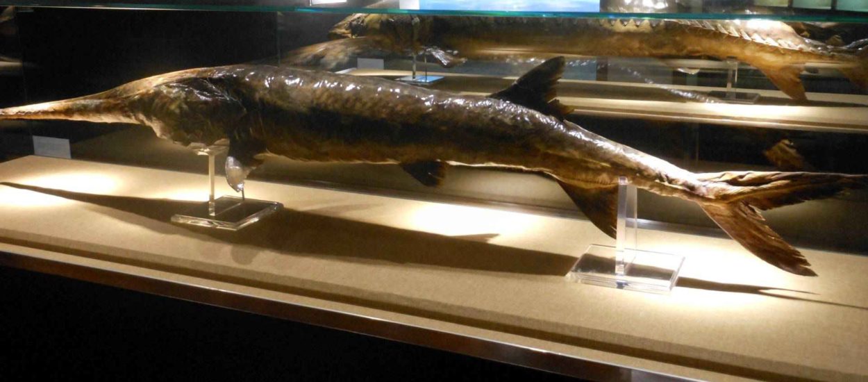 Izumrla je jedna od najvećih svjetskih slatkovodnih riba: VIDEO