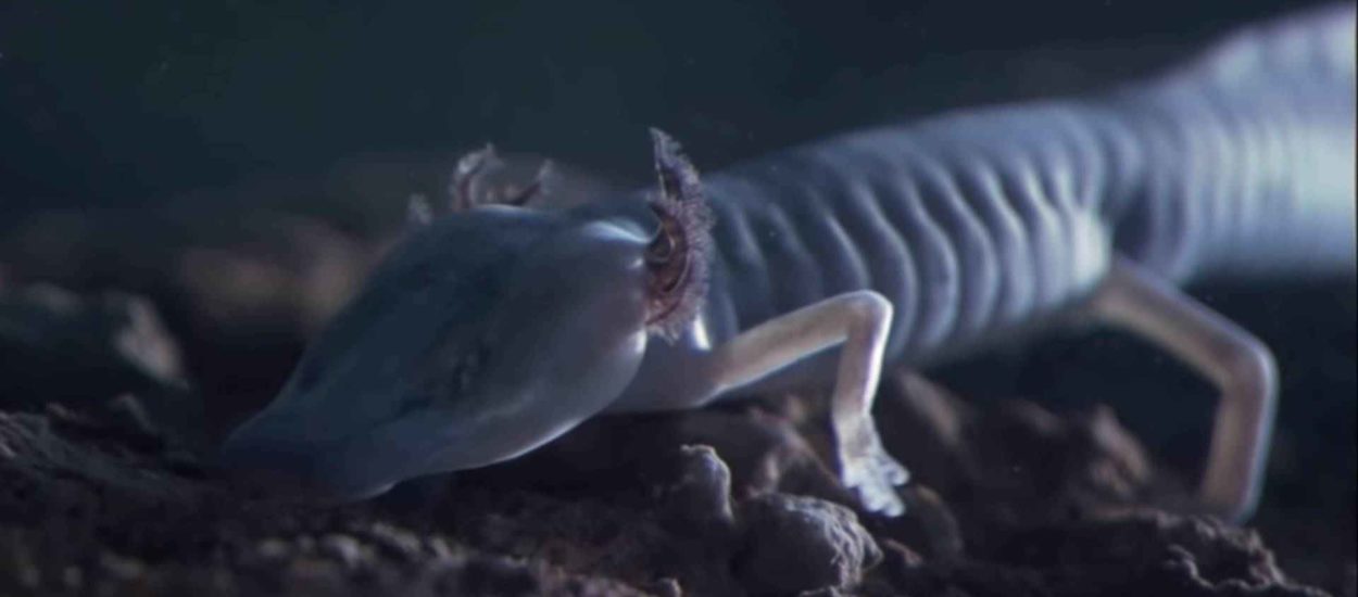 Instant spolno zrele čovječje ribice i ‘živi fosili’ dinarski voluhari ekskluzive zagrebačkog ZOO-a