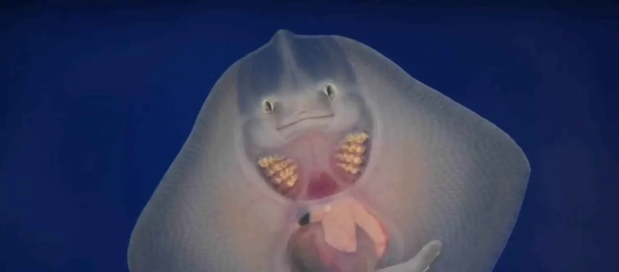 Gle bebača ražu Srećka i njegov kjutnes overwhelming u pulskom ‘Aquariumu’ | VIDEO