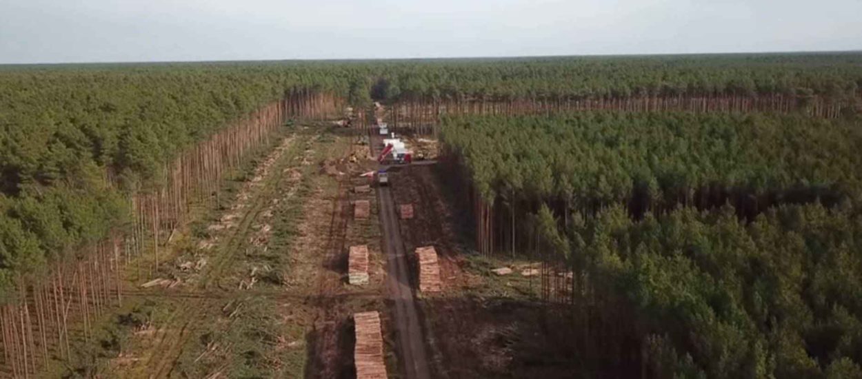 Njemački sud dozvolio krčenje šume za Gigatvornicu