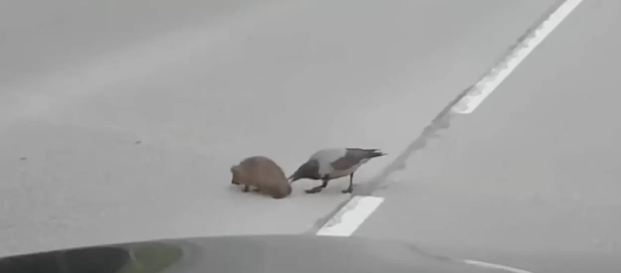 Dobronamjerna vrana podbada ježa da brzo pređe cestu | VIDEO