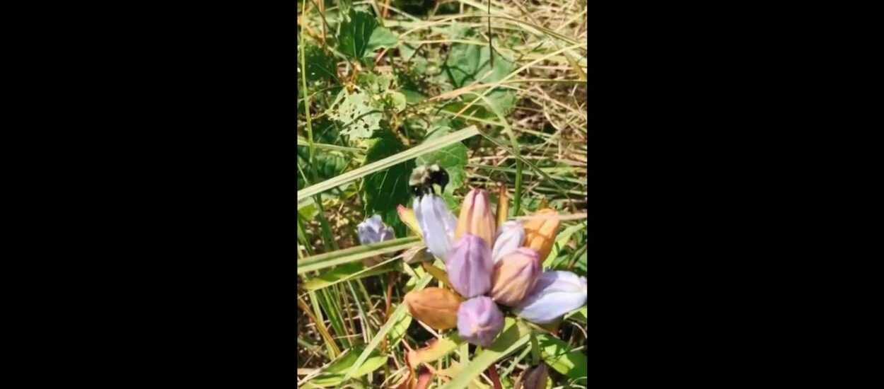 Pčelica penetrira, kopulira s cvijetkom | VIDEO