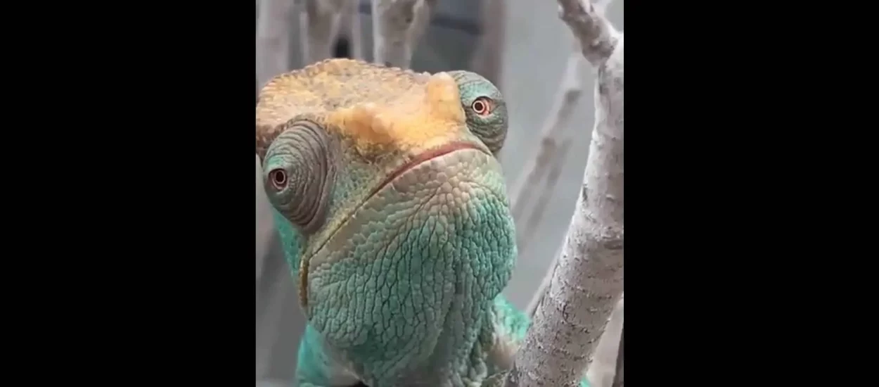 Autonomna okeca kameleona | VIDEO