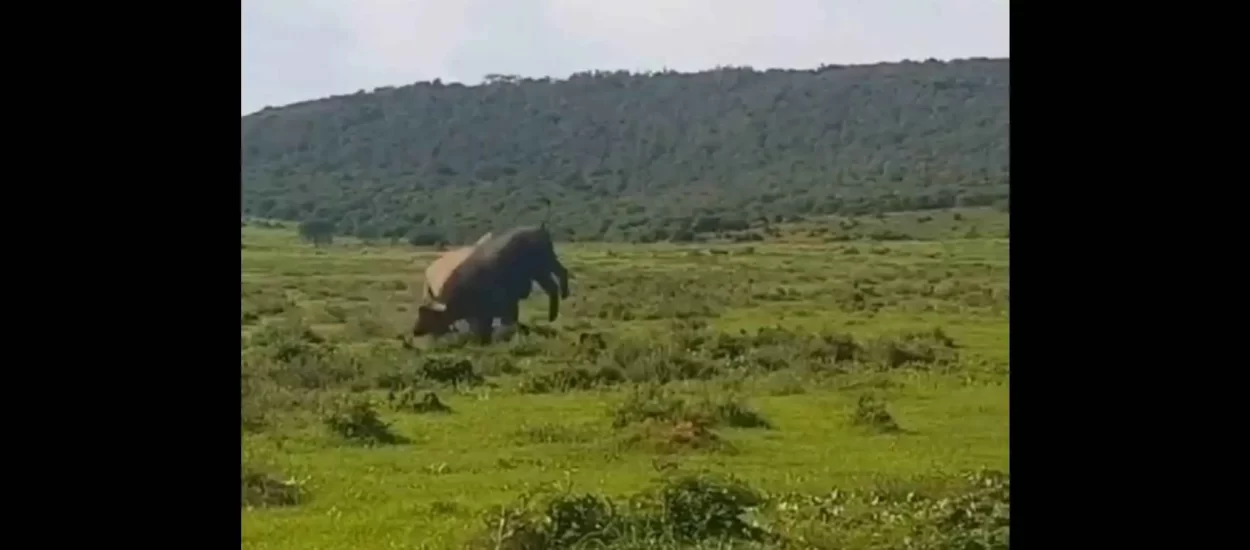 Nosorog bacaka bizona | VIDEO