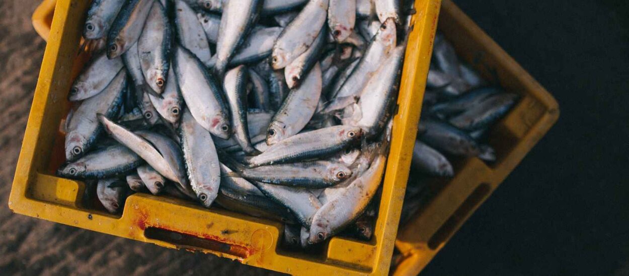 EK predložio kvote uvjetovane političkom obavezom o smanjenju ribolova do 40% u 5 godina
