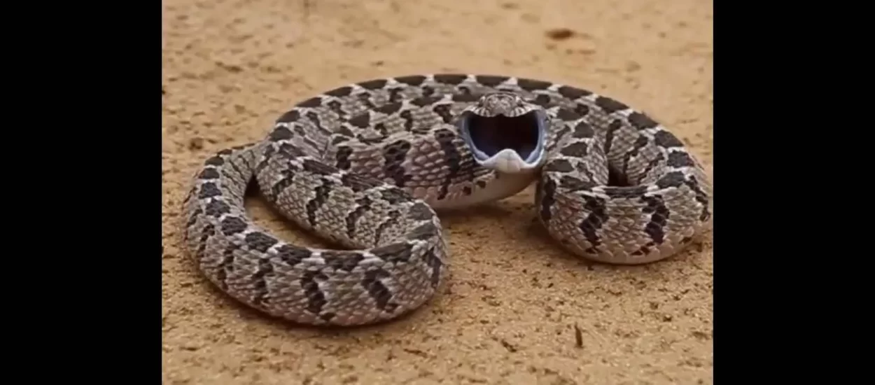 Napad zmije krezubice | VIDEO