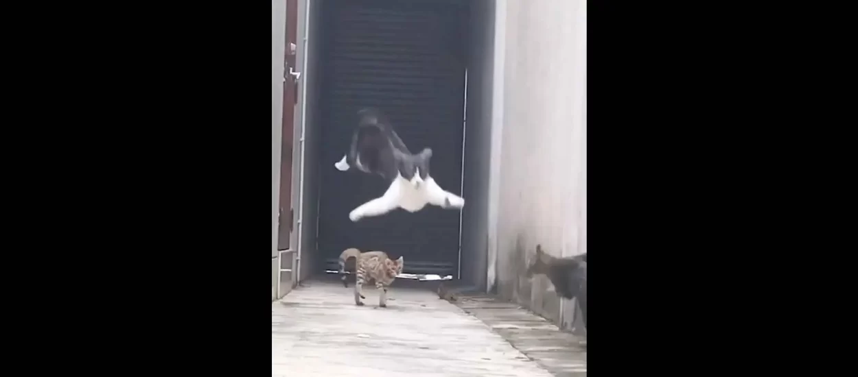 Odmjeravanje uličnih mačaka, matrix style | VIDEO