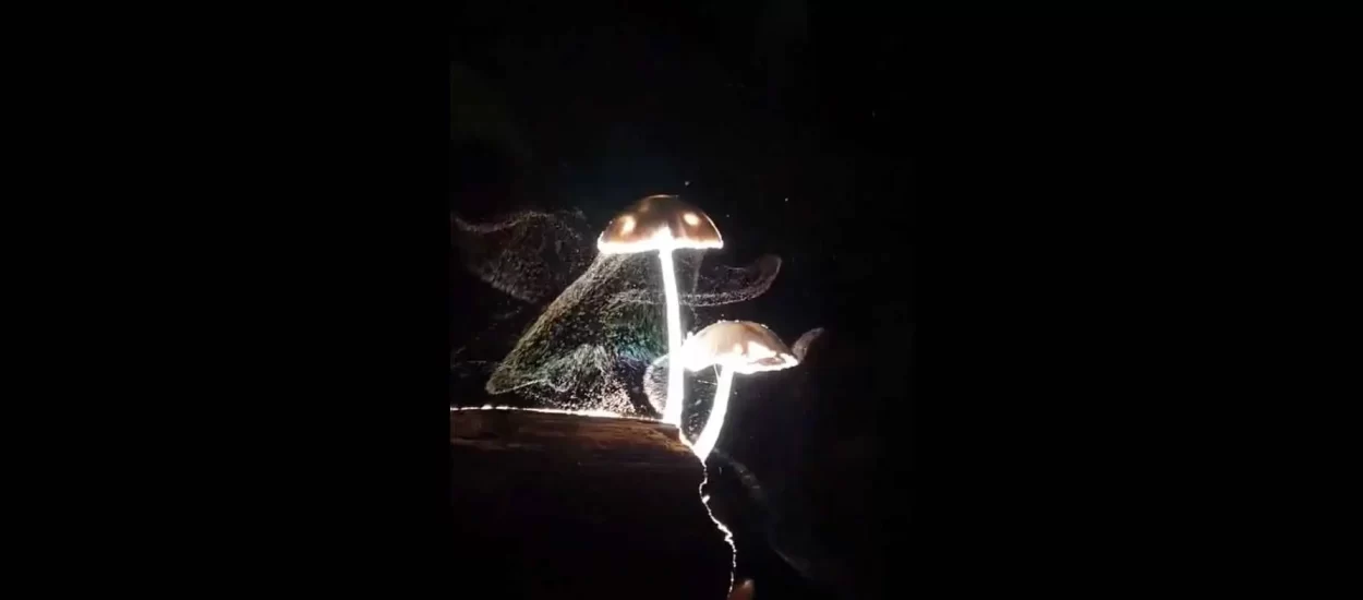 Svjetlucava sjetva spora iz zrelog plodišta gljive | VIDEO