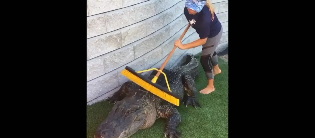 Backrub aligatora | VIDEO