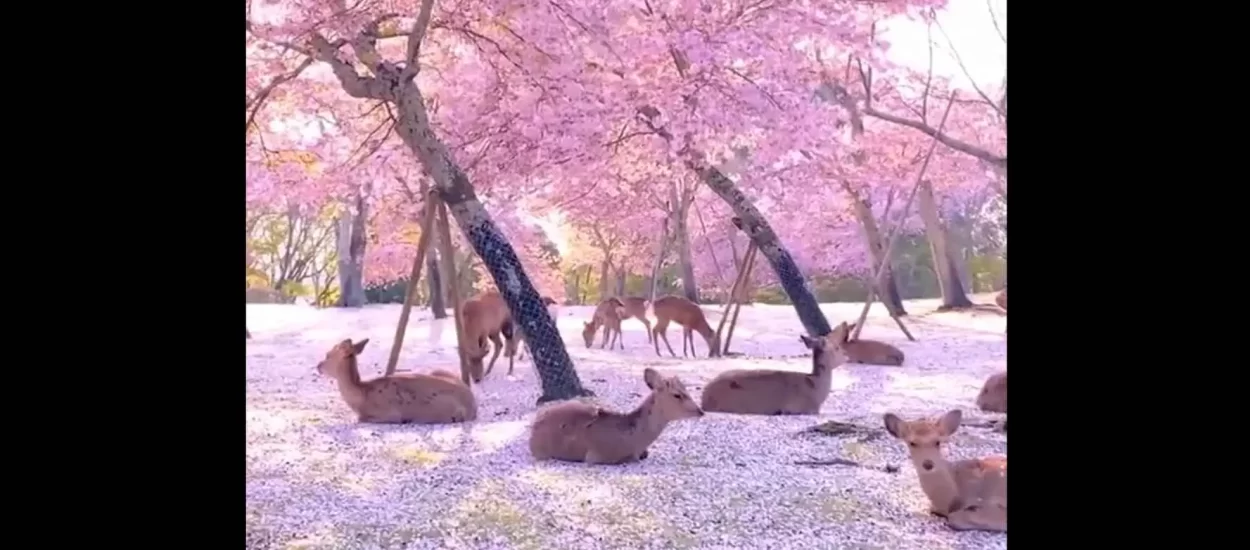Jelenci-medenci u cvatu trešanja | VIDEO