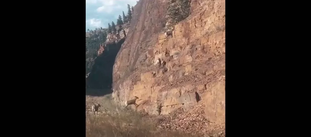 Uspon koza | VIDEO