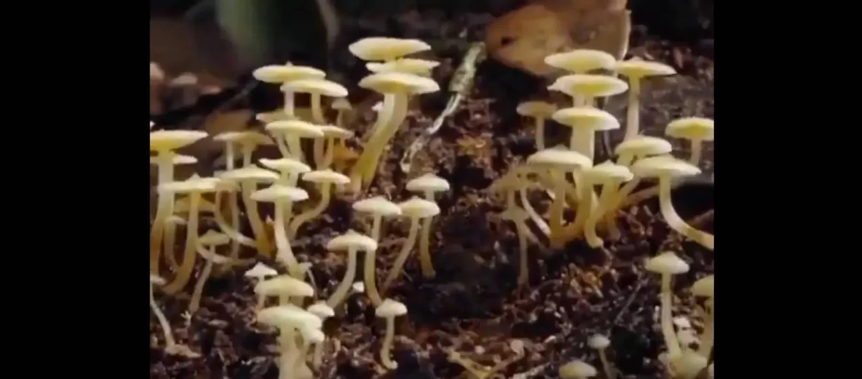 Sočno bujanje gljiva | timelapse