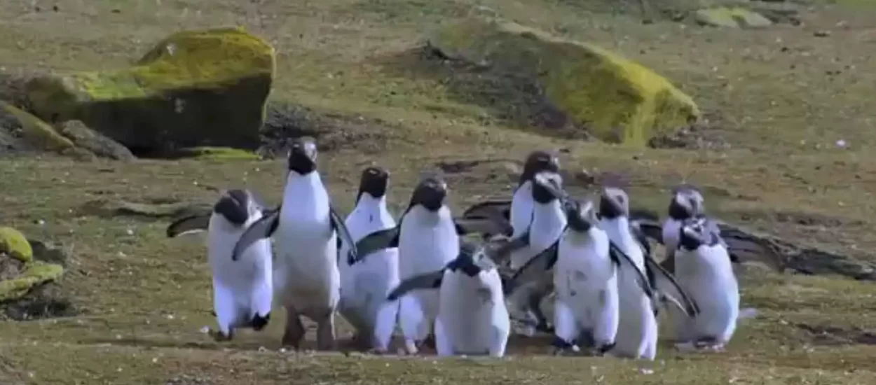 Gle pingvine kak hopsaju za lepetirićem | VIDEO