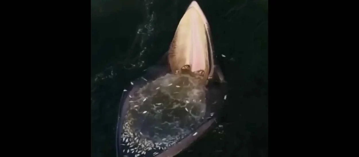 Pasivna prehrana Brydeovih kitova | VIDEO