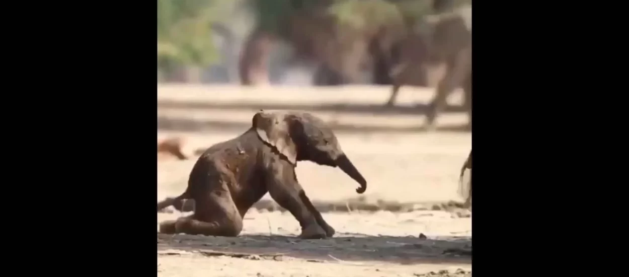 Prvi koraci itsy bitsy slonića | VIDEO