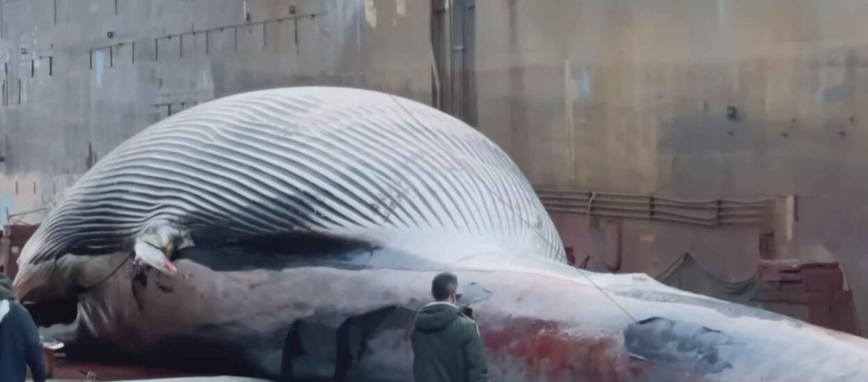 U Italiji otkriveno truplo ‘jednog od najvećih kitova ikad uočenih na Mediteranu’ | VIDEO