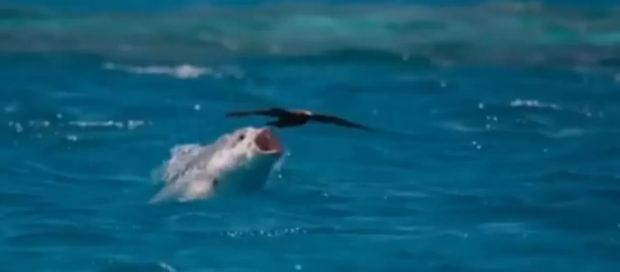Ribe u lovu na ptice | VIDEO