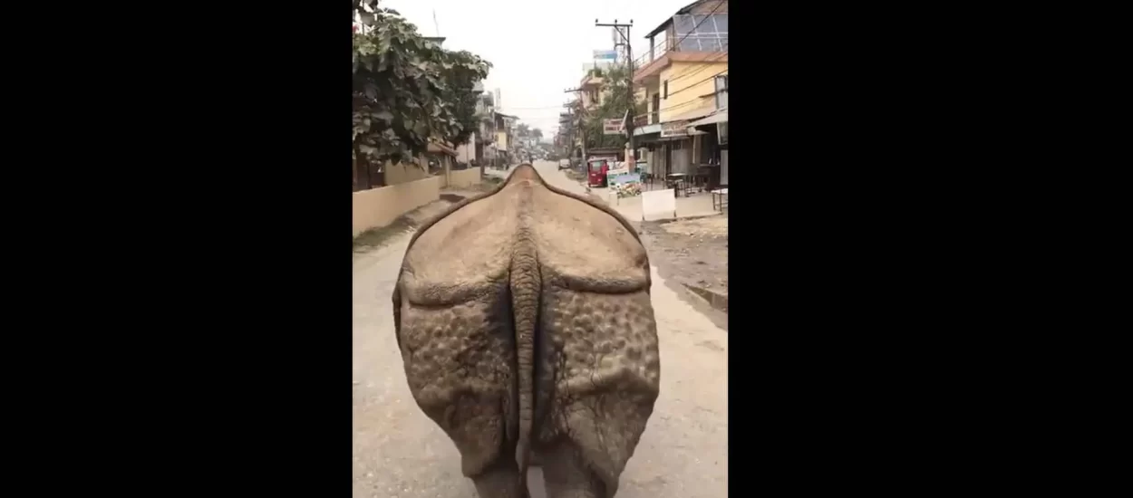 Pas laje, nosorog šeće ulicom grada u Nepalu | VIDEO