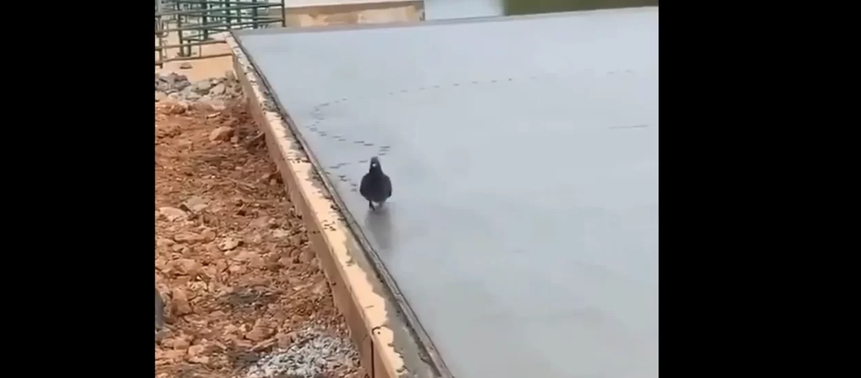 Nonšalantni tapatapatap goluba po svježem betonu | VIDEO