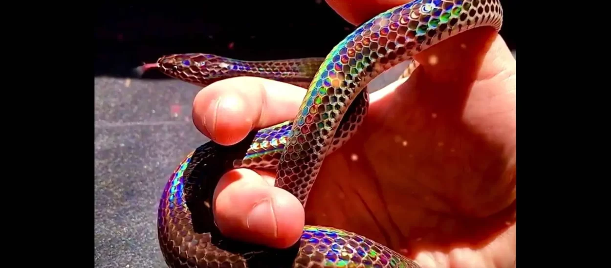 Ljeskanje lijepe zmijice s duginim bojama i imenom ‘sunčeva zraka’ | VIDEO