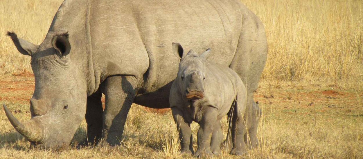Populacija nosoroga u Nepalu porasla za ohrabrujućih 16% | WWF
