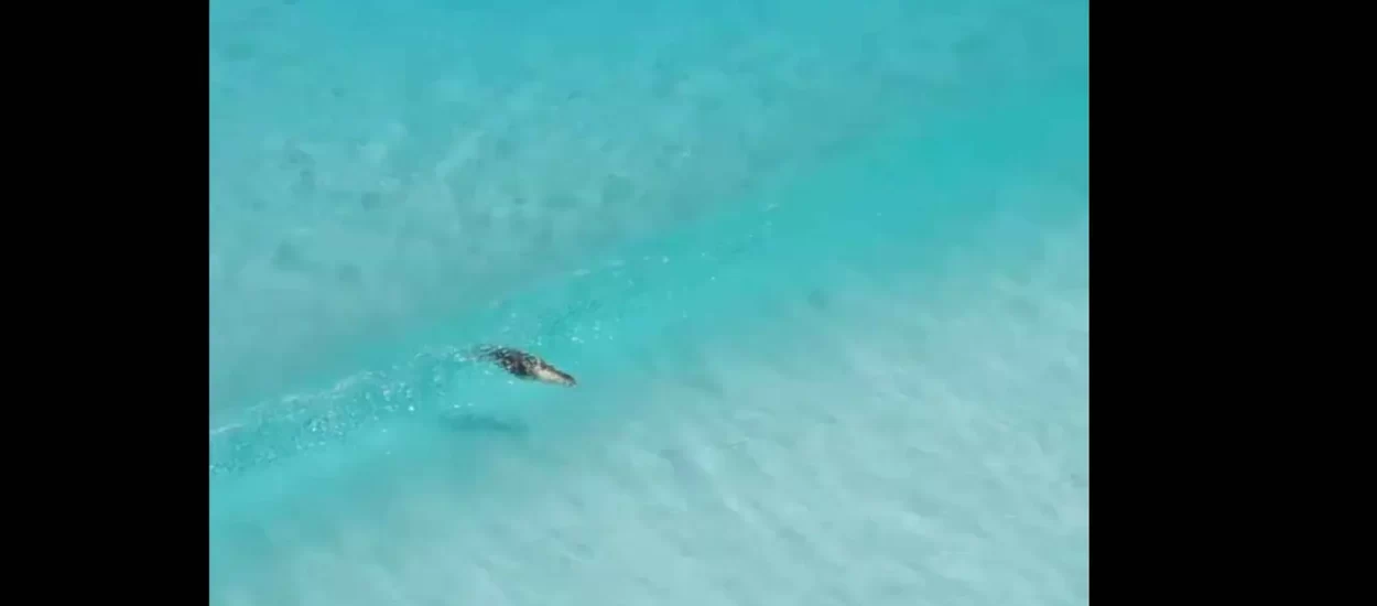 Surferski gušti morskog lava | VIDEO