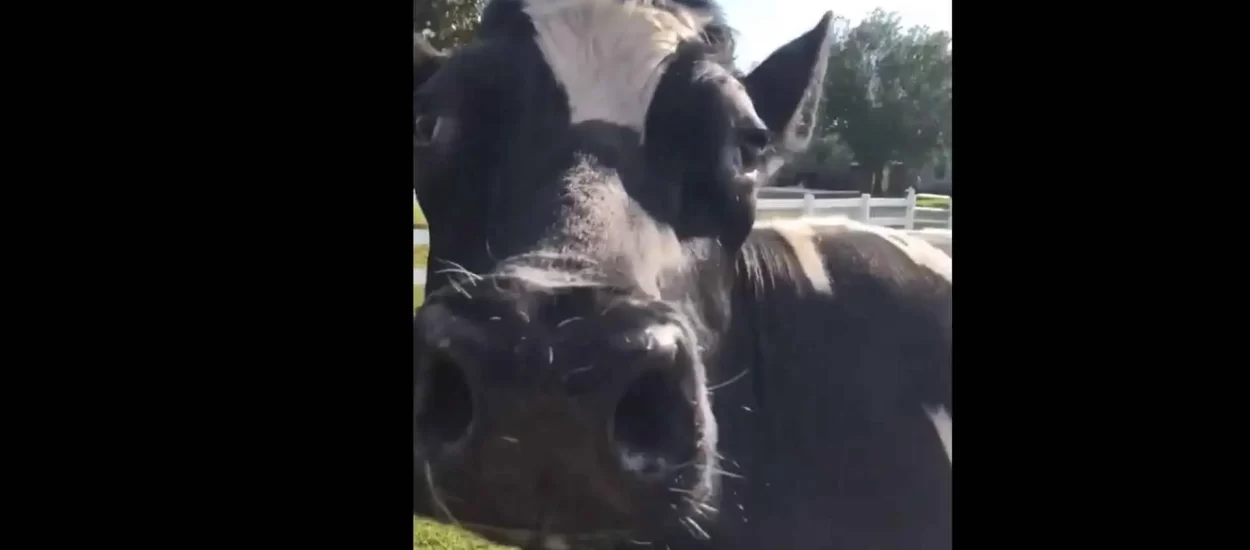 Kravica spašena od kravljih tegoba pozdravlja spasitelje | VIDEO