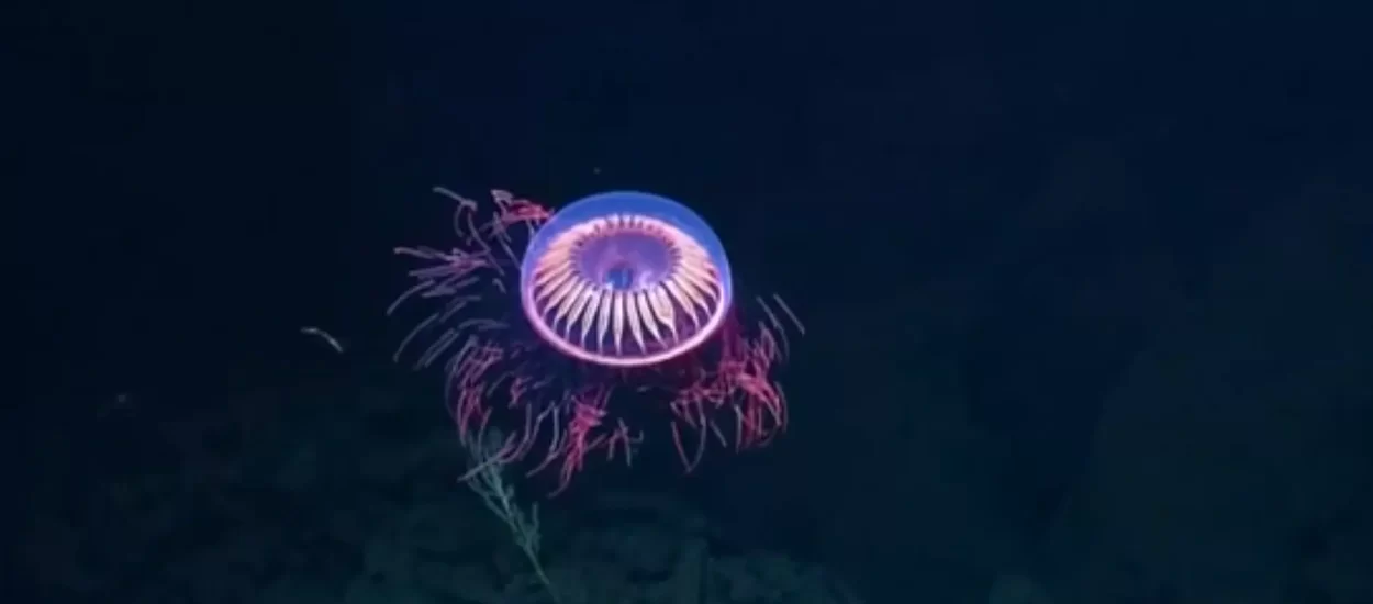Lijepa meduza | VIDEO