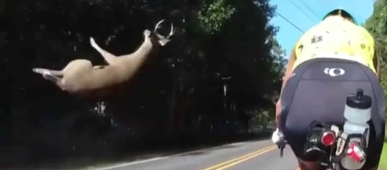 Sudar auta i jelena, close call za bicikliste 😬 | VIDEO