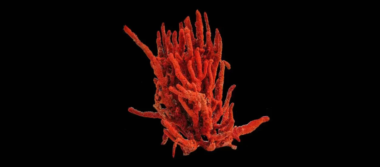 Klimatske promjene i izostanak regulacije ugrožavaju crvene koralje u ‘jadranskoj bari’