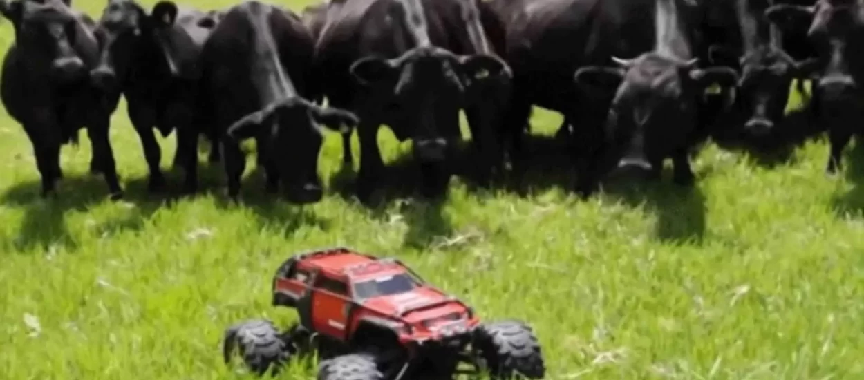 Radoznale kravice razveselio RC auto | VIDEO