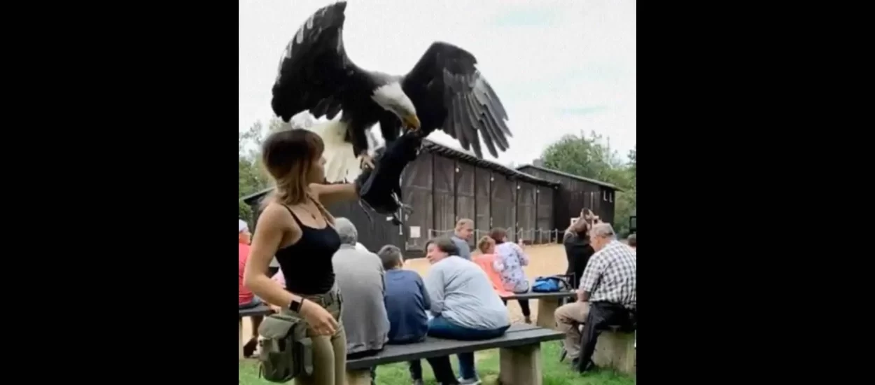 Slijetanje orla na ruku góspice | VIDEO