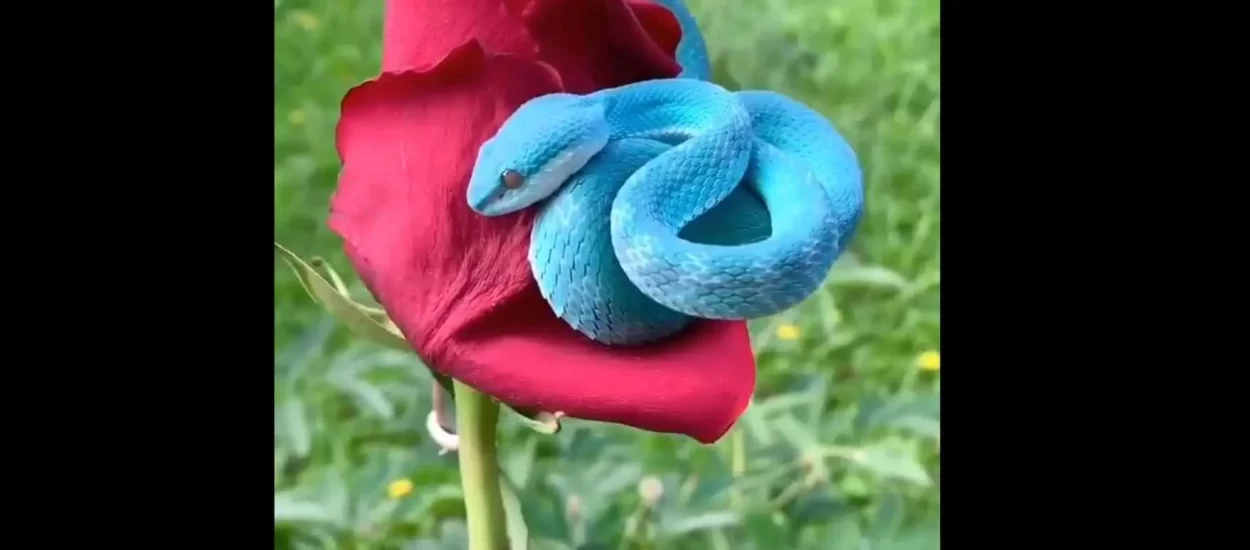 Plavi poskok na crvenoj ruži | VIDEO
