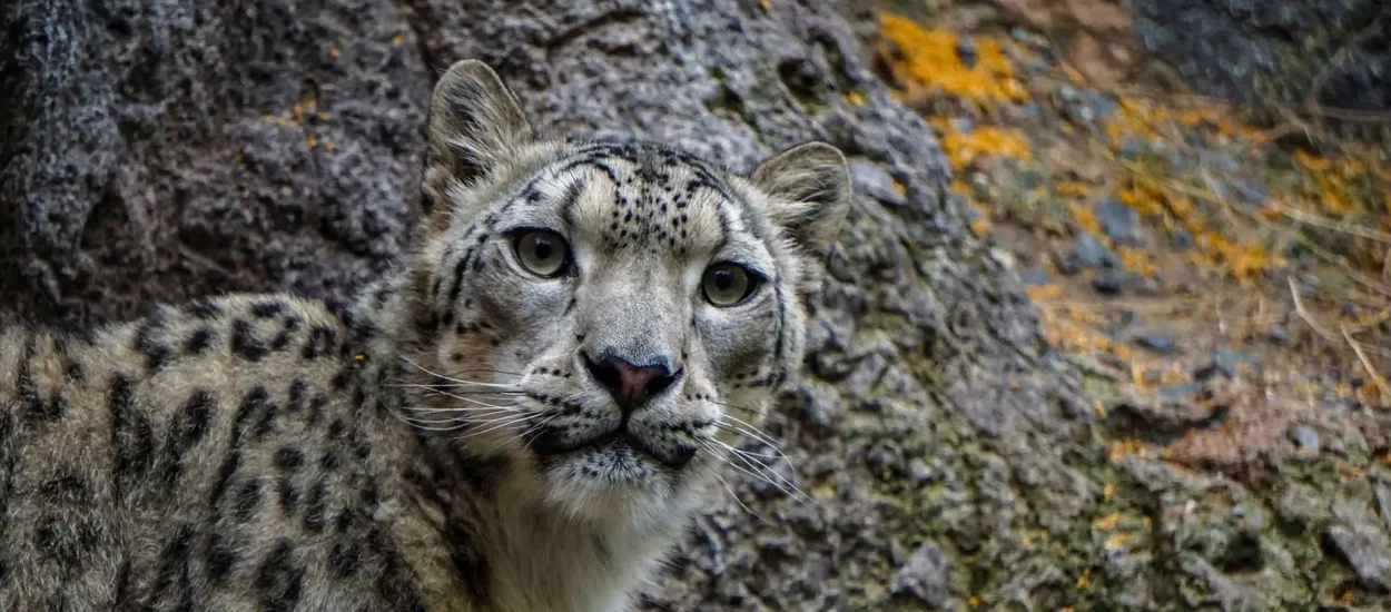 Snježni leopard plijen ne ispušta niti u slobodnom padu koji ostavlja bez daha | GIF